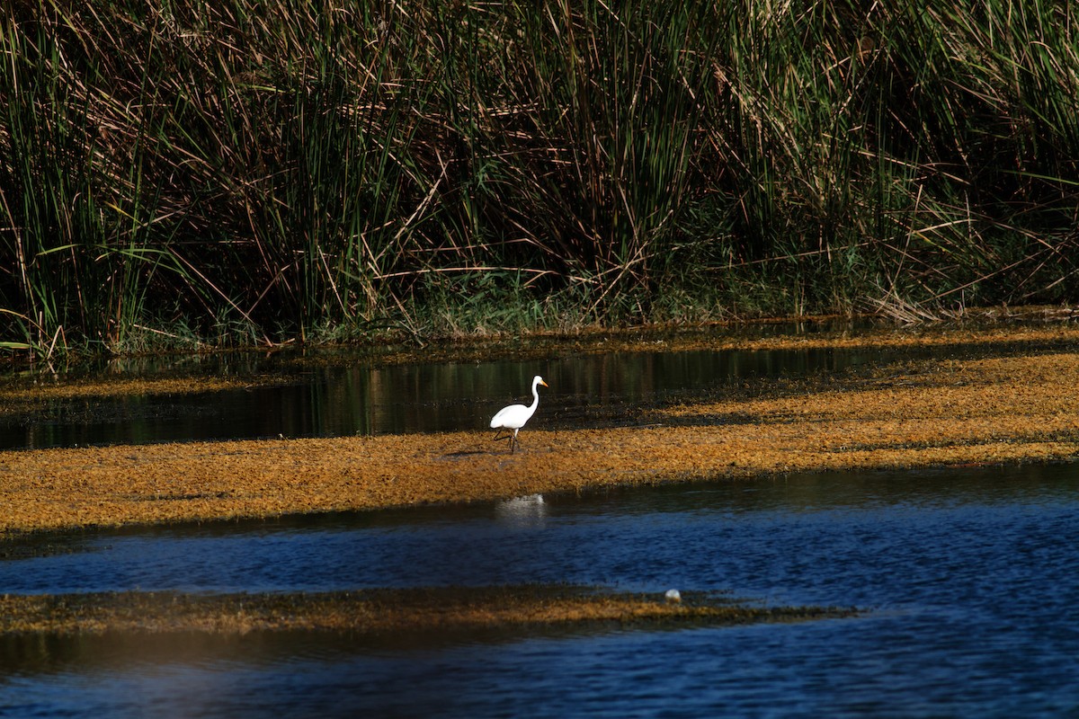 Medium Egret - ML645764172