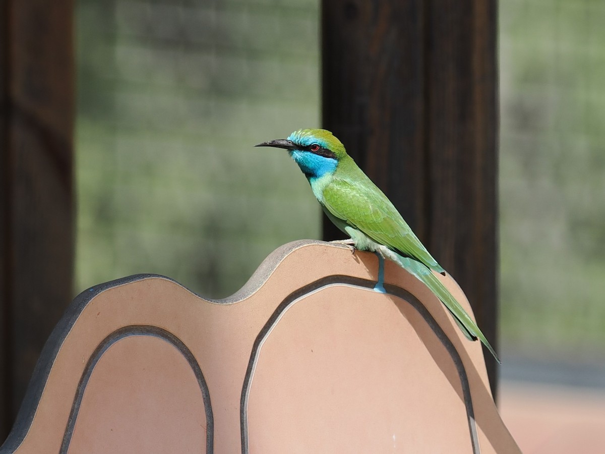 Arabian Green Bee-eater - ML645764175