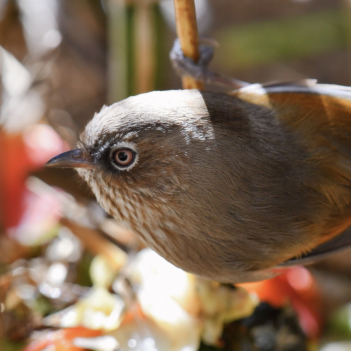 Фульвета тайванська - ML645764177