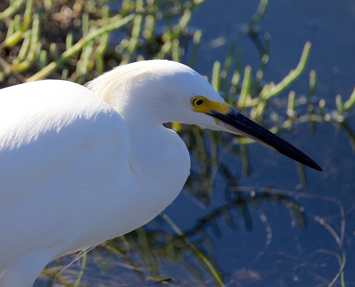 Garceta Nívea - ML645764179
