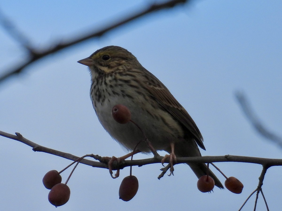 Savannah Sparrow - ML645764184