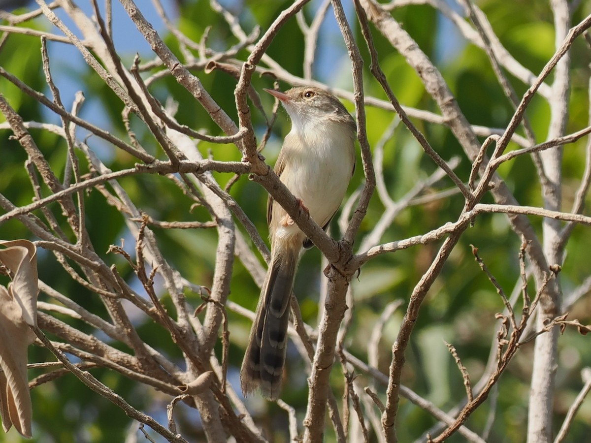 Delicate Prinia - ML645764185