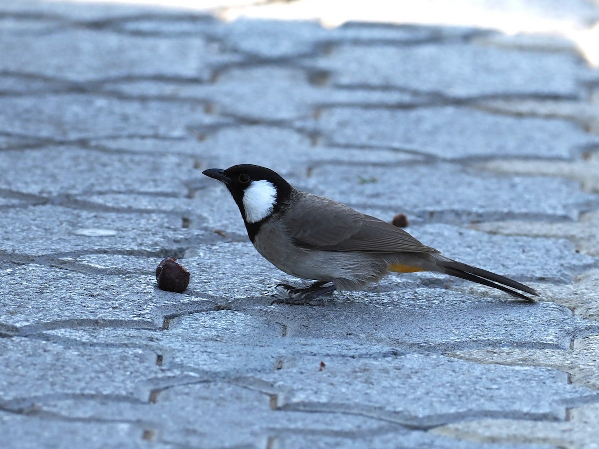 White-eared Bulbul - ML645764196