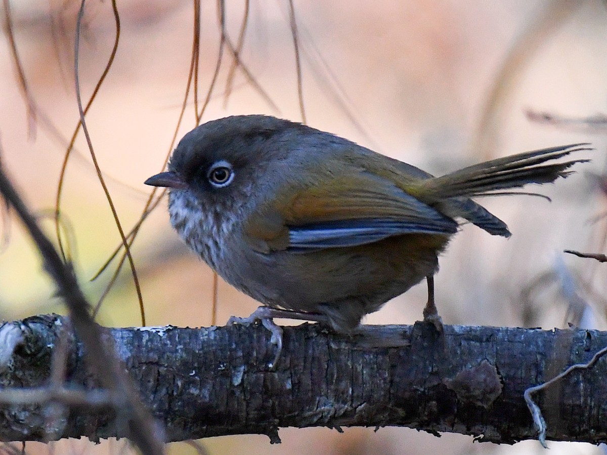 Фульвета тайванська - ML645764223