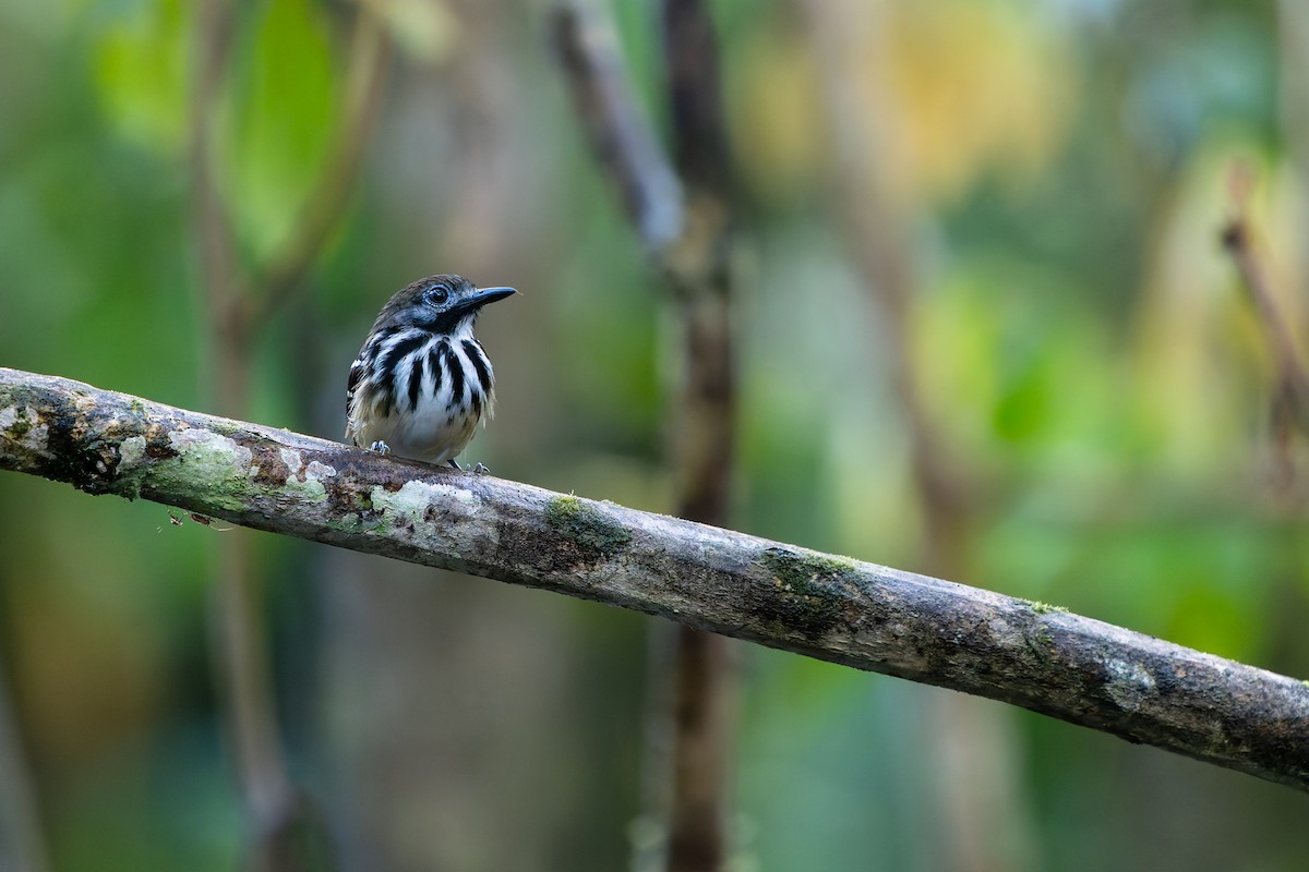 Benek Sırtlı Karıncakuşu - ML645764228