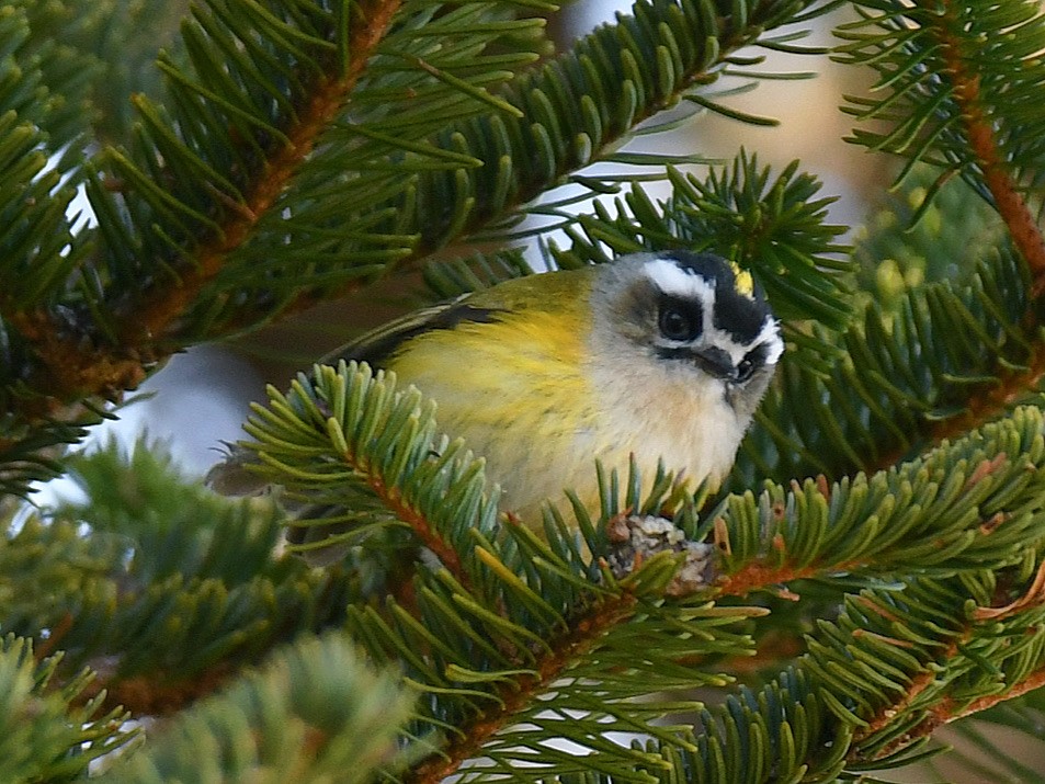 Flamecrest - ML645764233