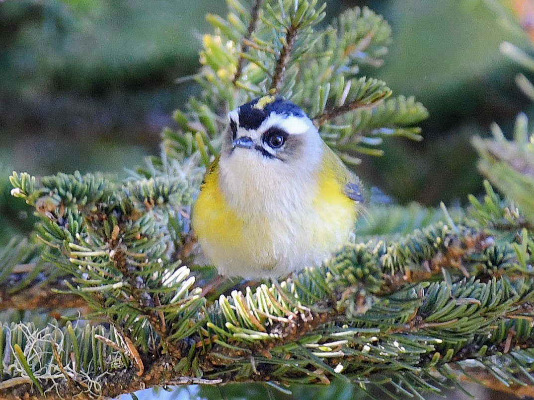 Taiwangoldhähnchen - ML645764234