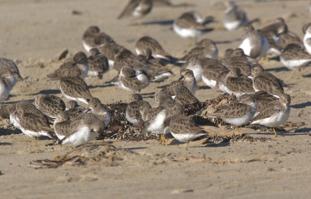 Wiesenstrandläufer - ML645764235
