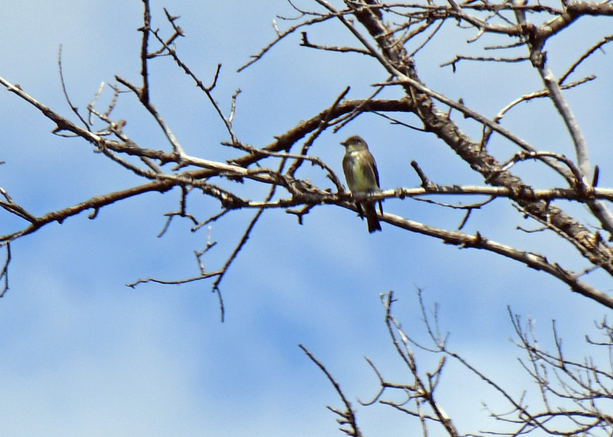 Olivflanken-Schnäppertyrann - ML645764238