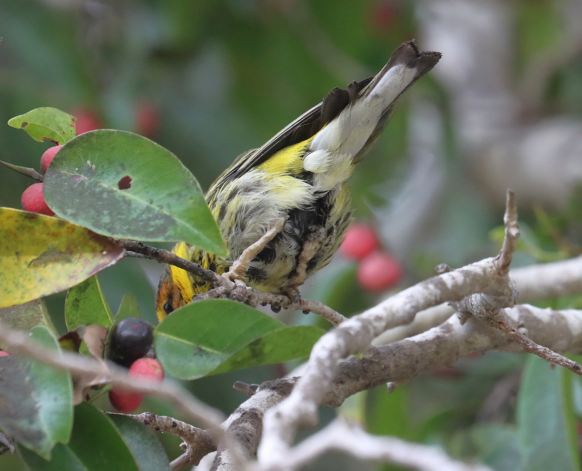 Tigerwaldsänger - ML645764239