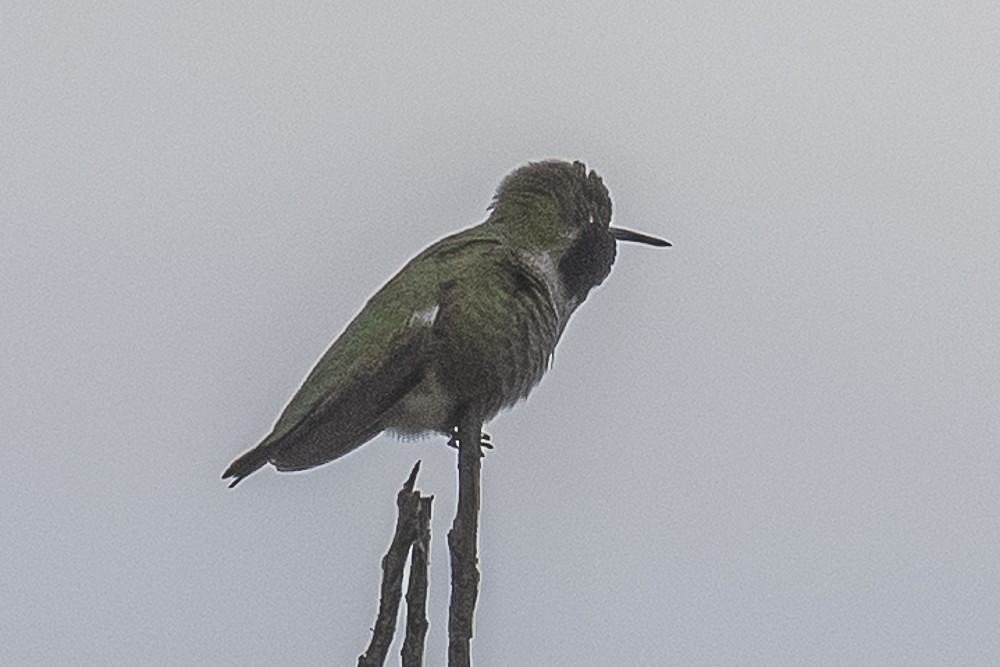 Annakolibri - ML645764240