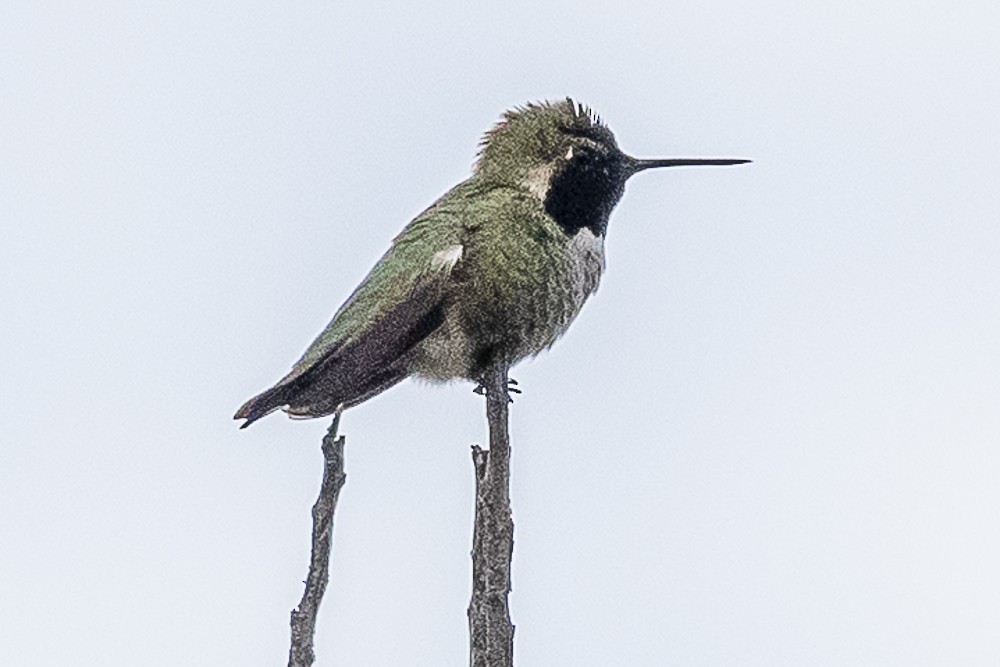 Annakolibri - ML645764241