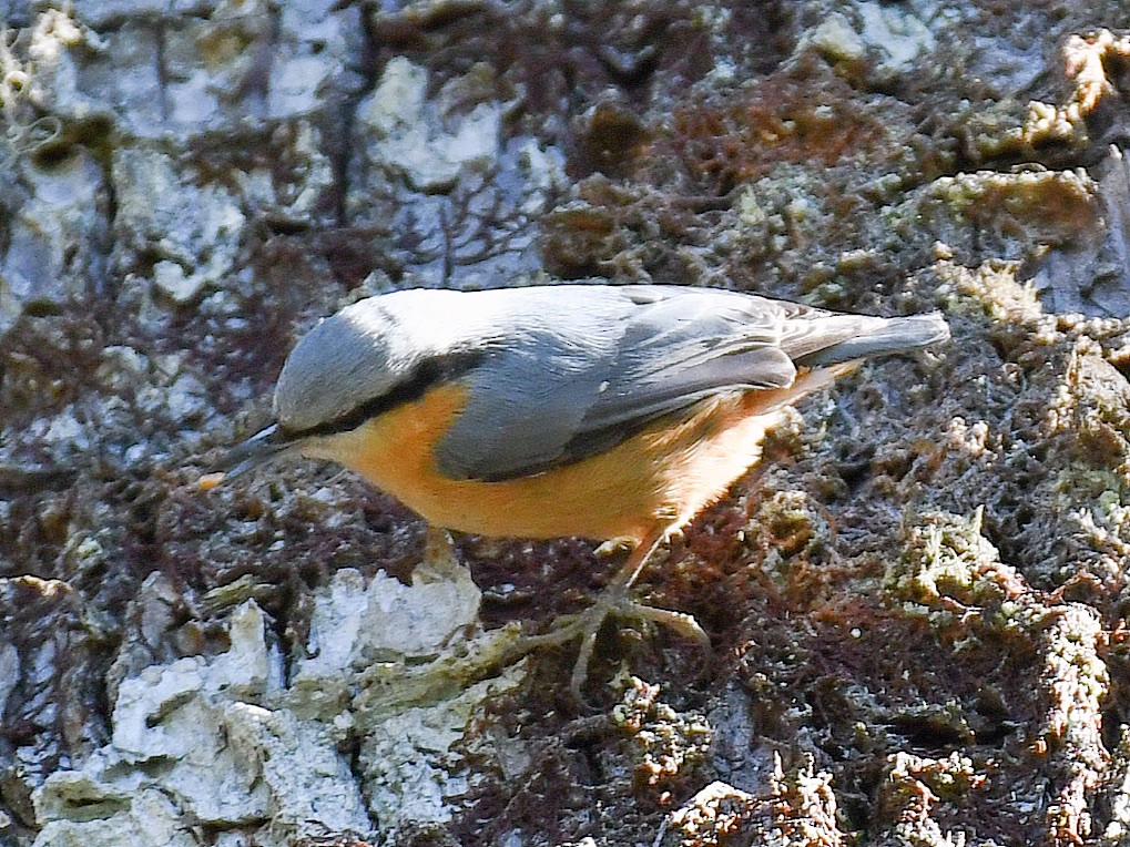 Kleiber - ML645764243