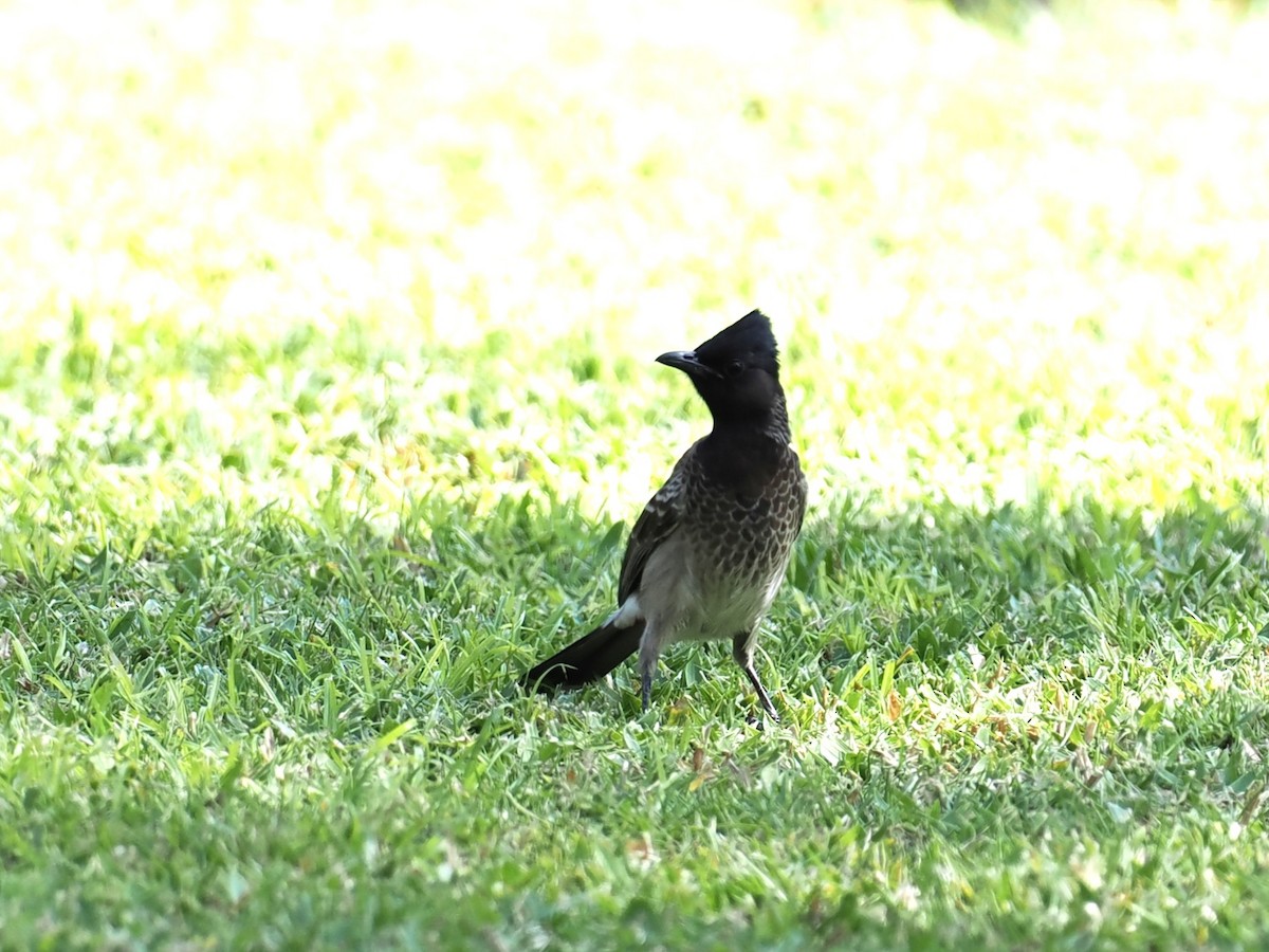 Rotsteißbülbül - ML645764244