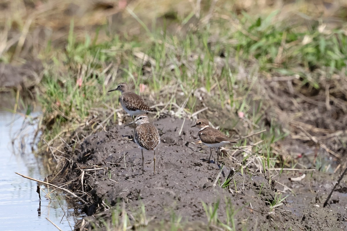 Bruchwasserläufer - ML645764246