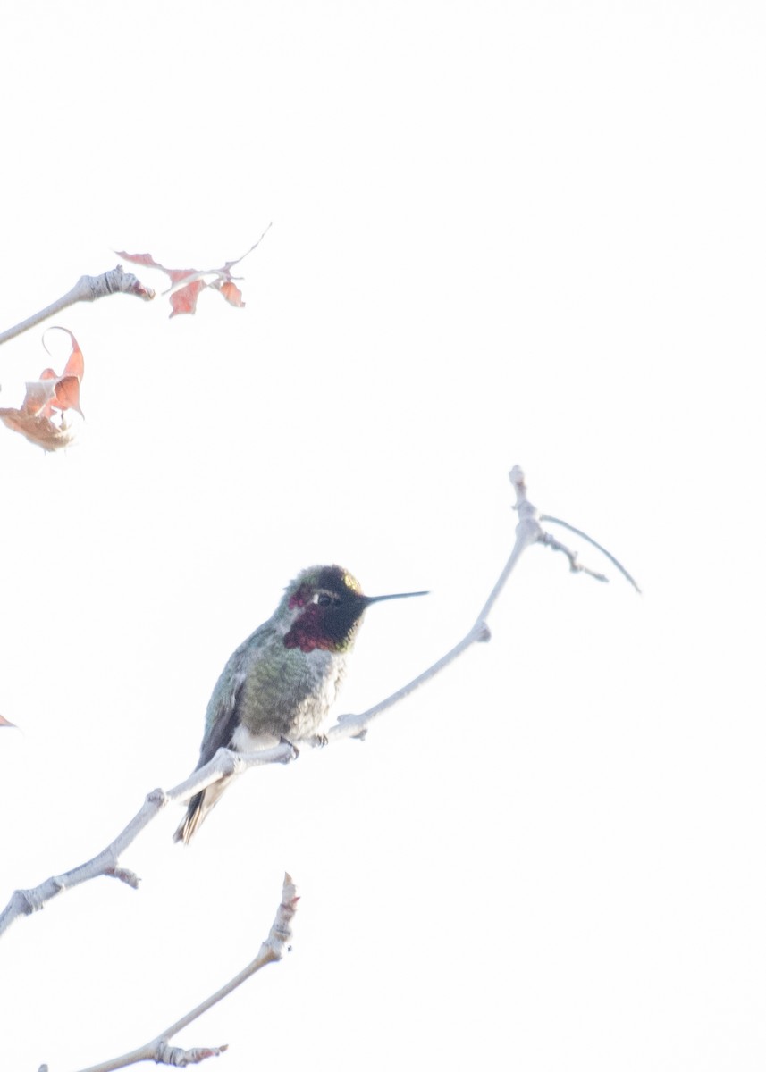 Annakolibri - ML645764247