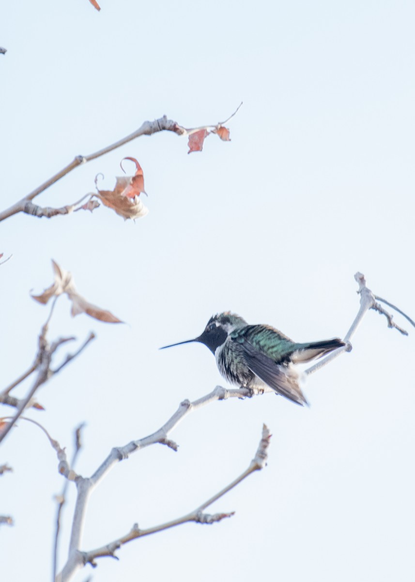 Annakolibri - ML645764248