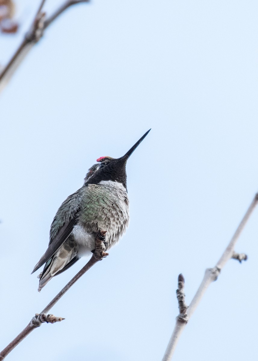 Annakolibri - ML645764249