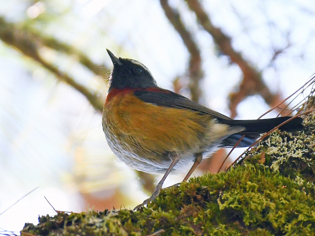 Taiwanblauschwanz - ML645764250