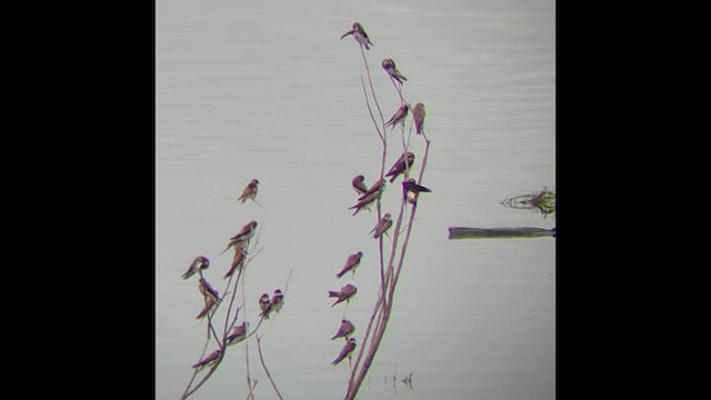 Uferschwalbe - ML645764252