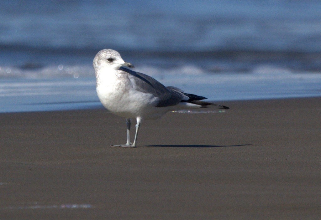 Kurzschnabel-Sturmmöwe - ML645764253