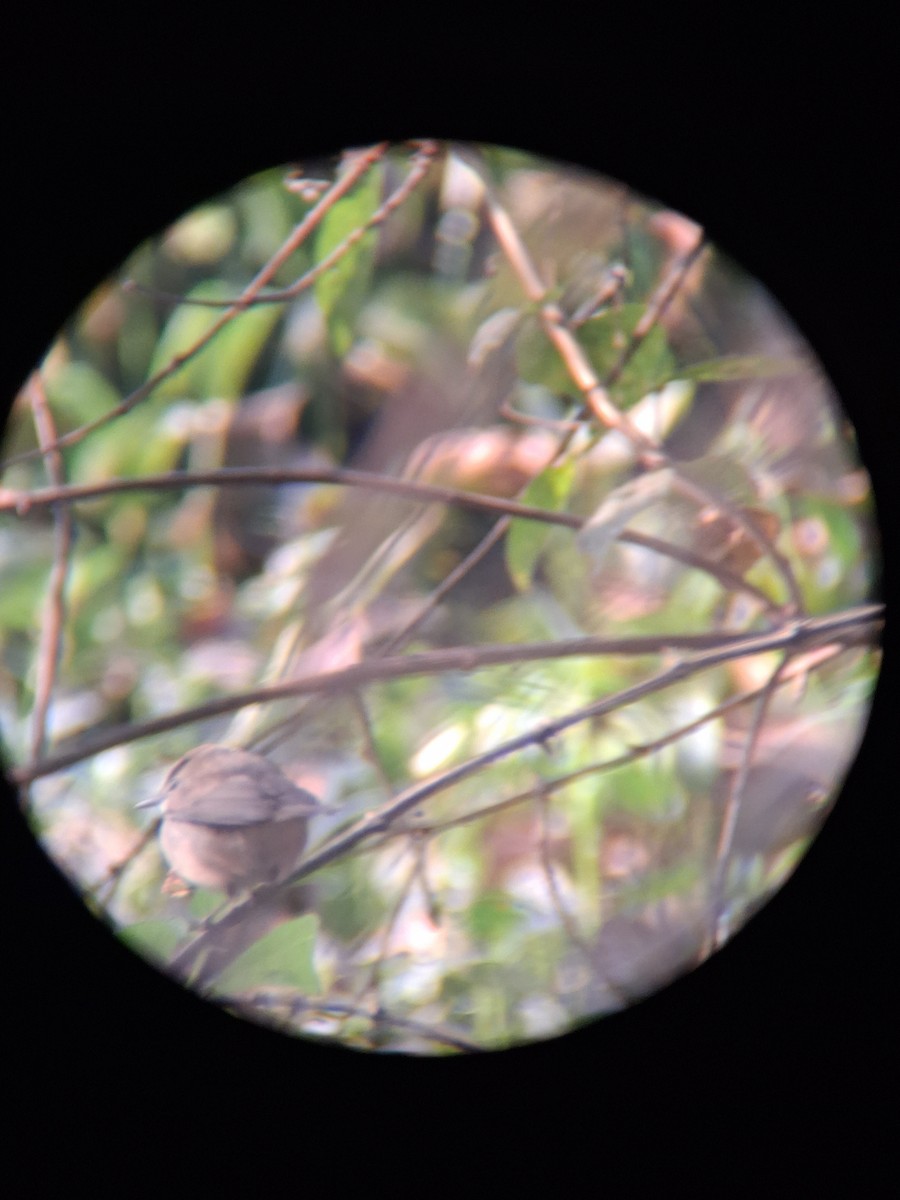 Buschrohrsänger - ML645764257