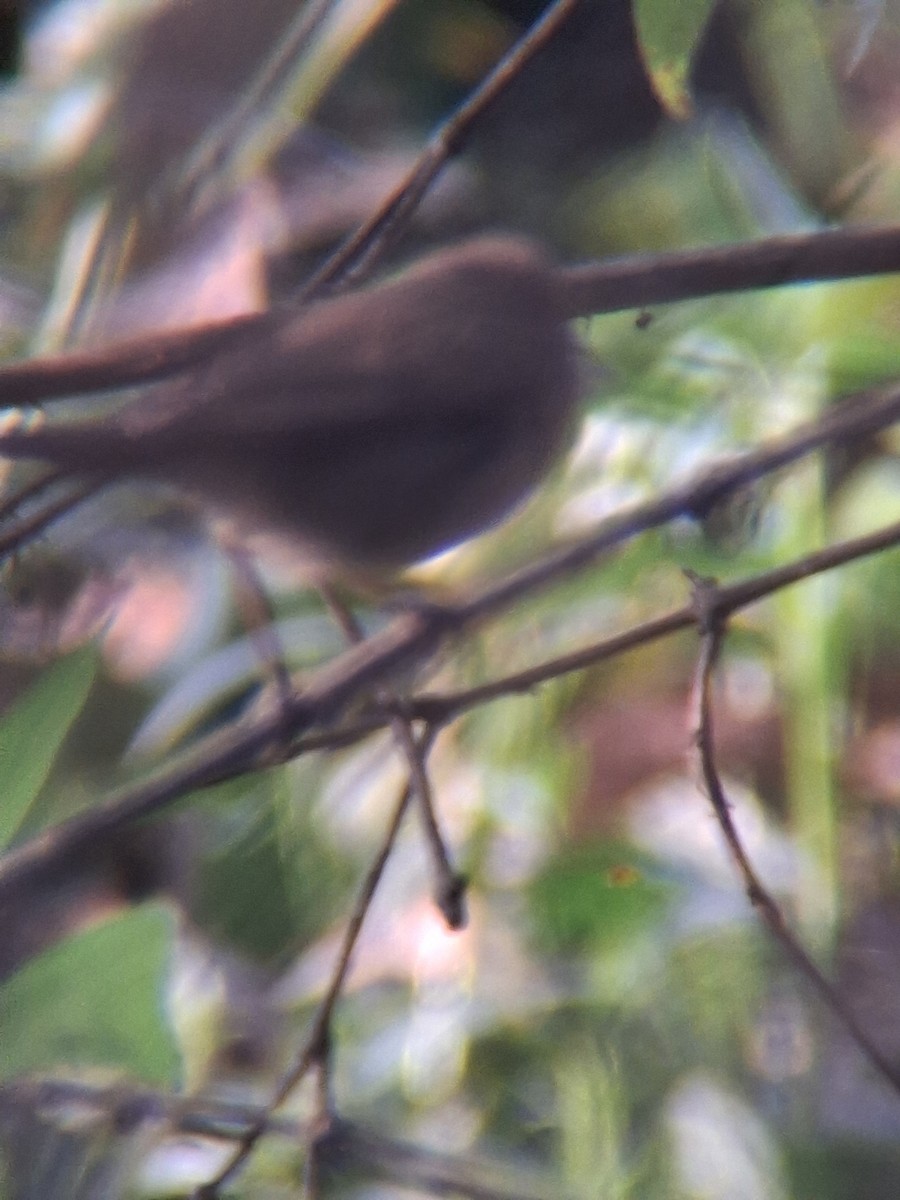 Buschrohrsänger - ML645764258