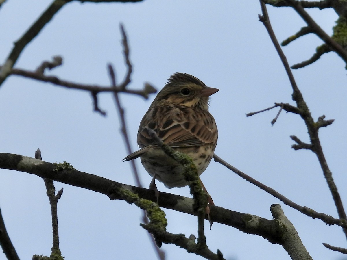 Lincolnammer - ML645764259