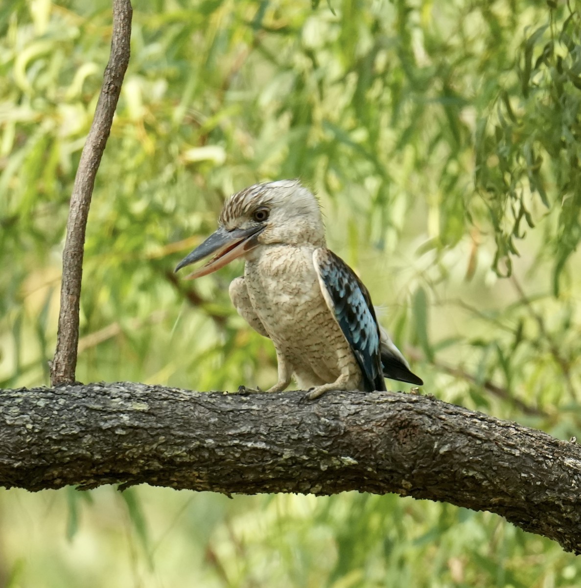 Blauflügelliest - ML645764260