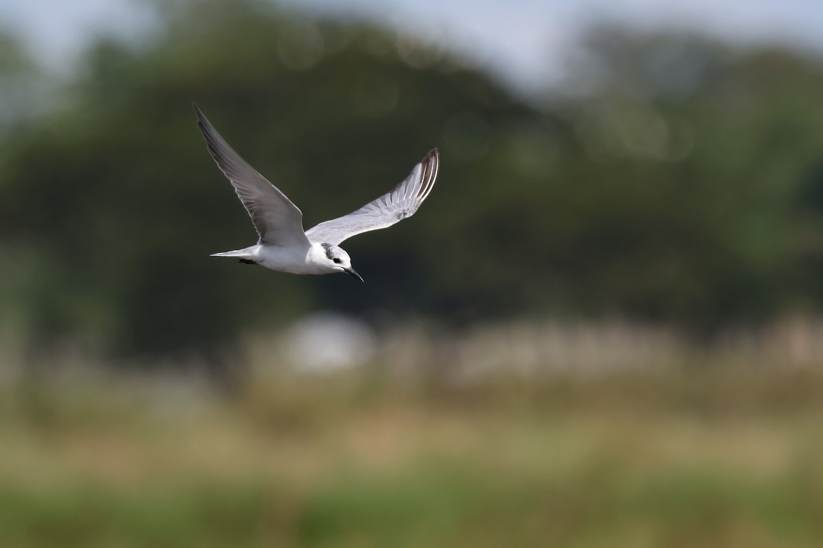 Lachseeschwalbe - ML645764261