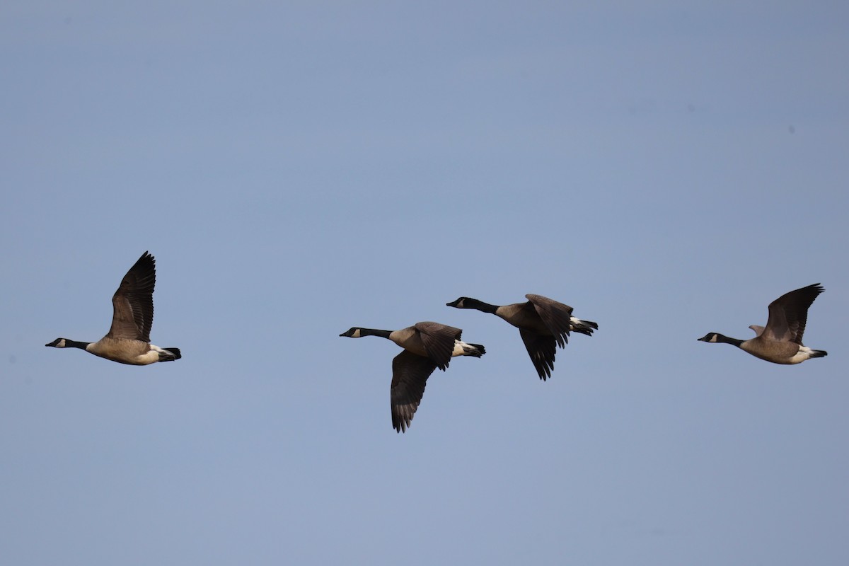 Kanadagans - ML645764262