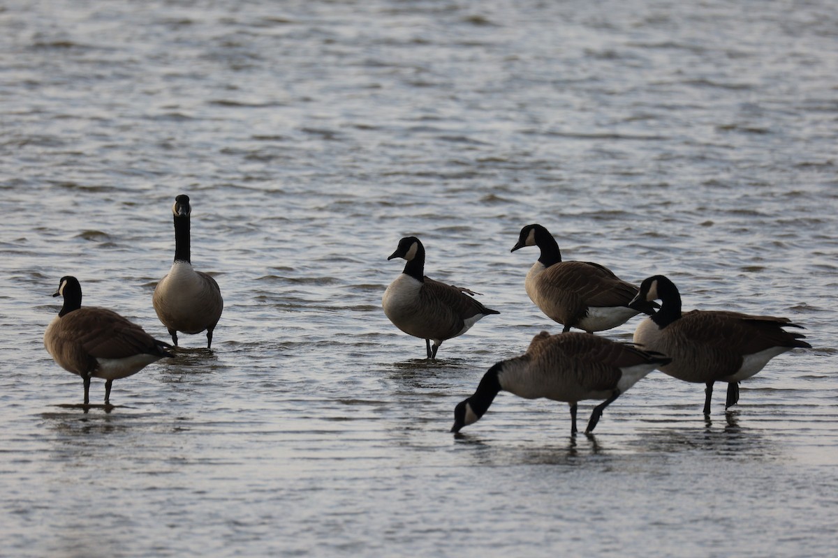 Kanadagans - ML645764263