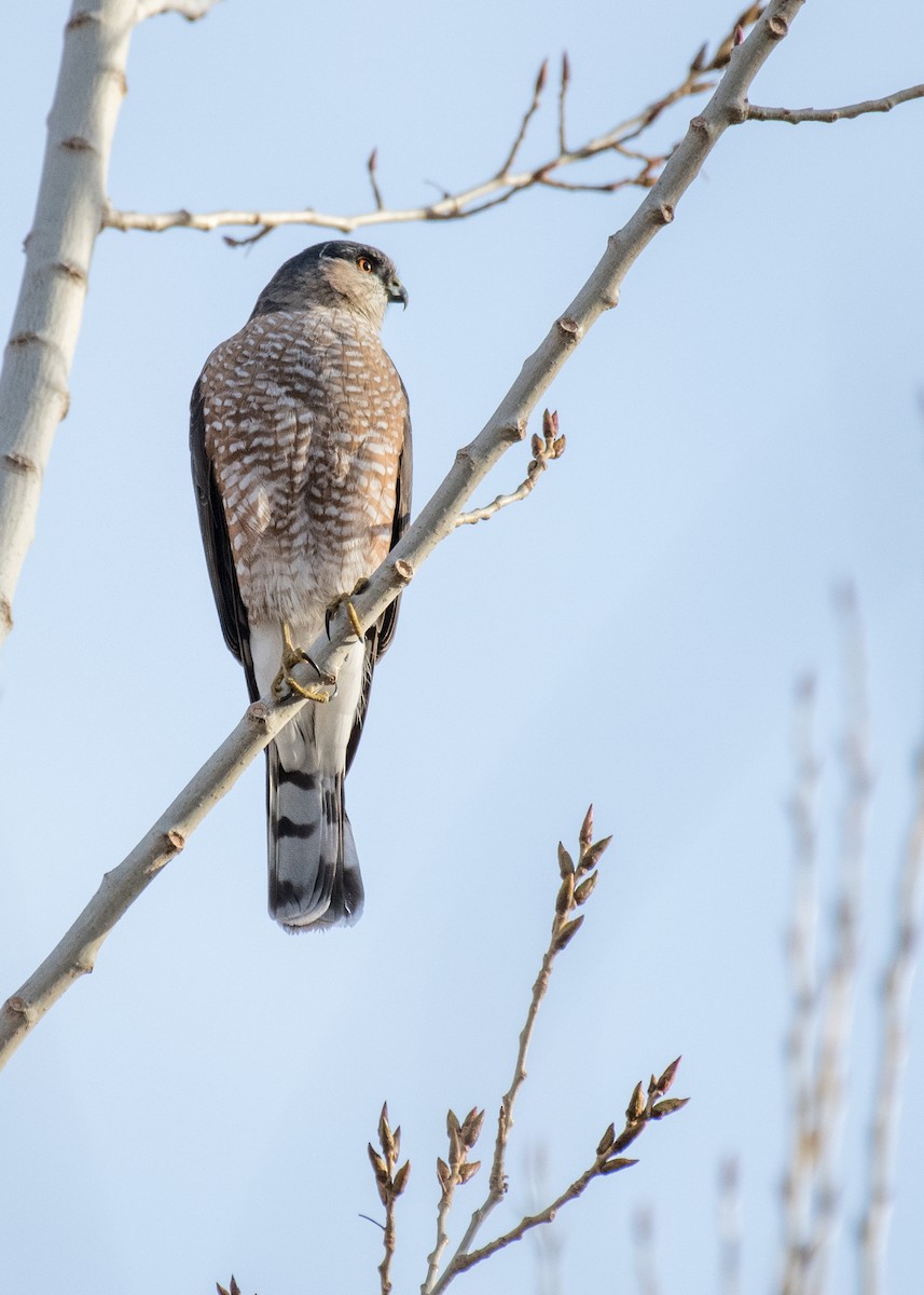 Eckschwanzsperber - ML645764271