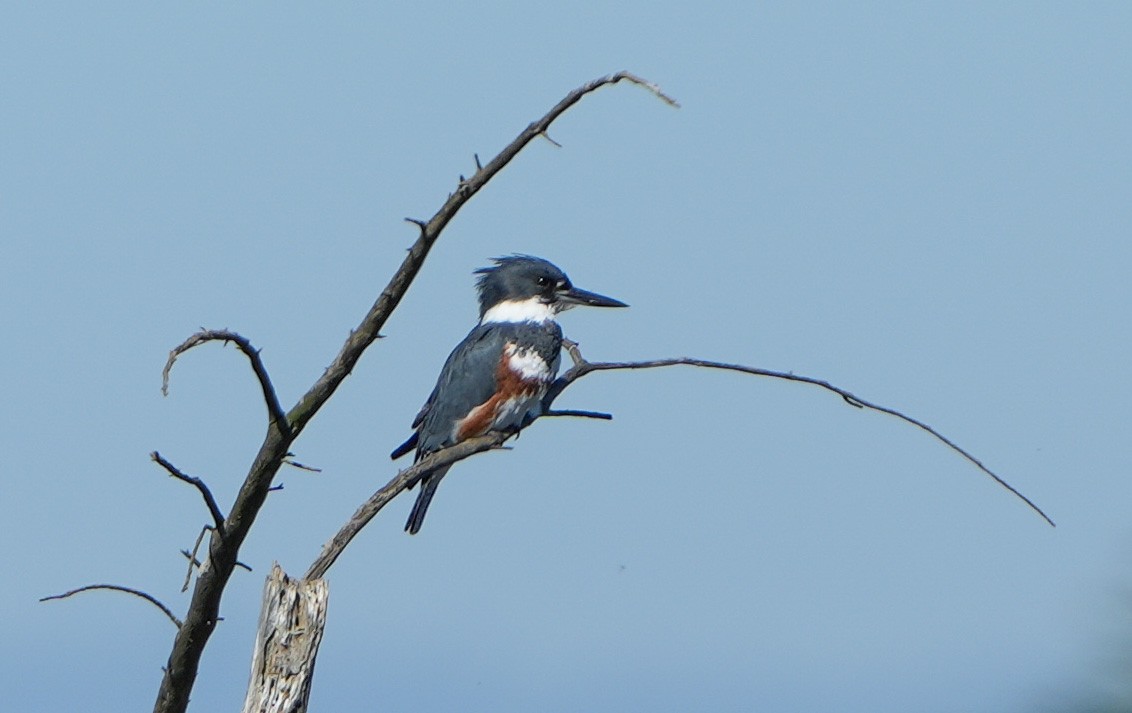 Gürtelfischer - ML645764272