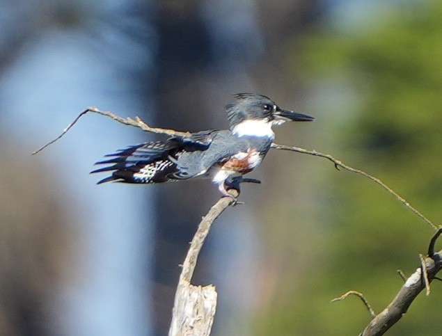 Gürtelfischer - ML645764273