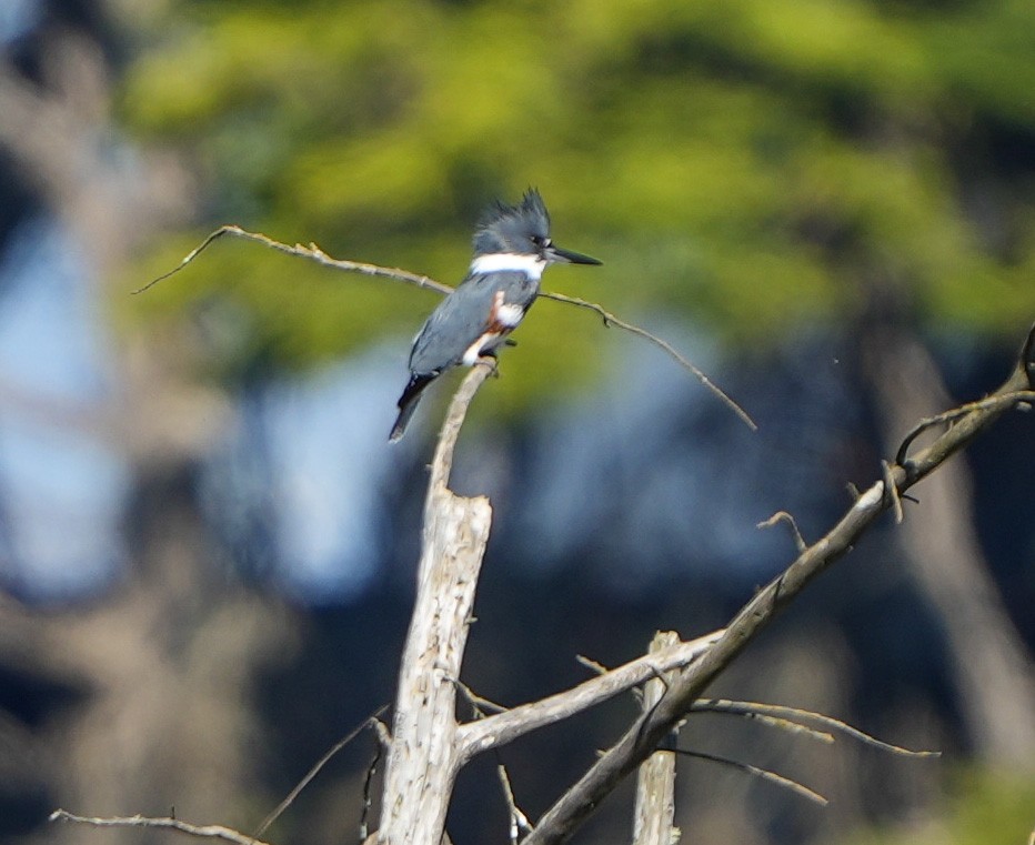 Gürtelfischer - ML645764274