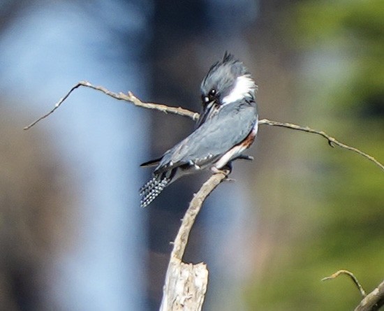 Gürtelfischer - ML645764275