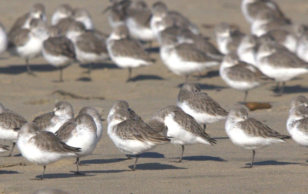 Bergstrandläufer - ML645764276