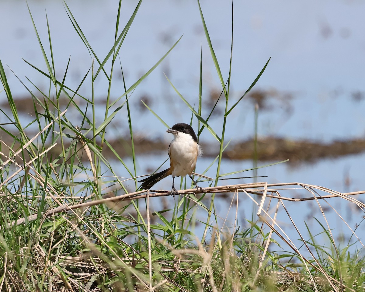 Алаг дунхай - ML645764277