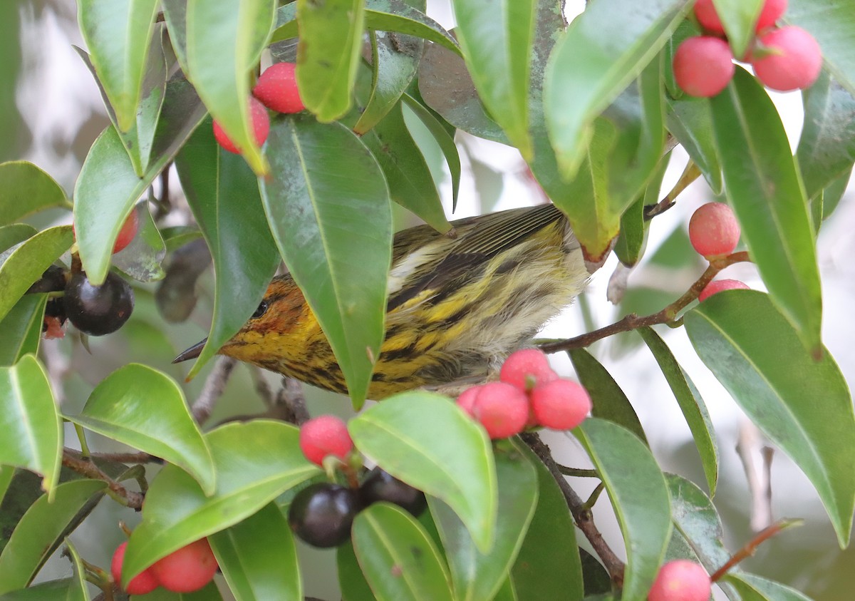 Tigerwaldsänger - ML645764278