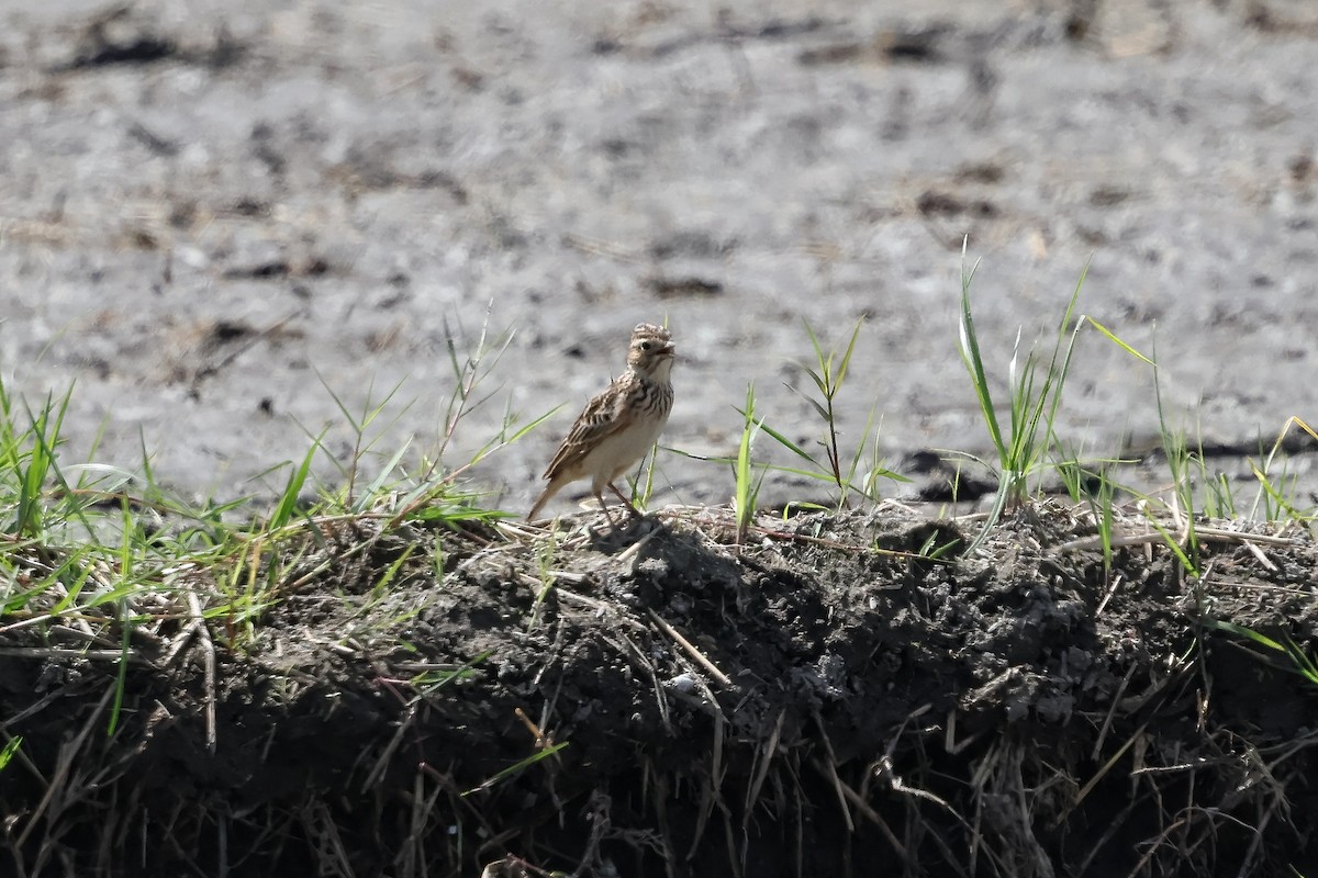 Дорнын болжмор - ML645764287