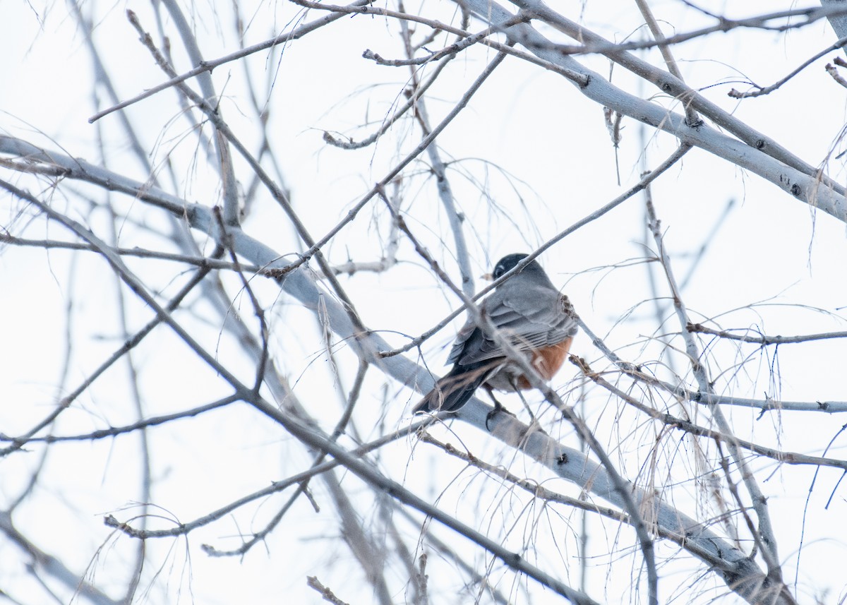 American Robin - ML645764288