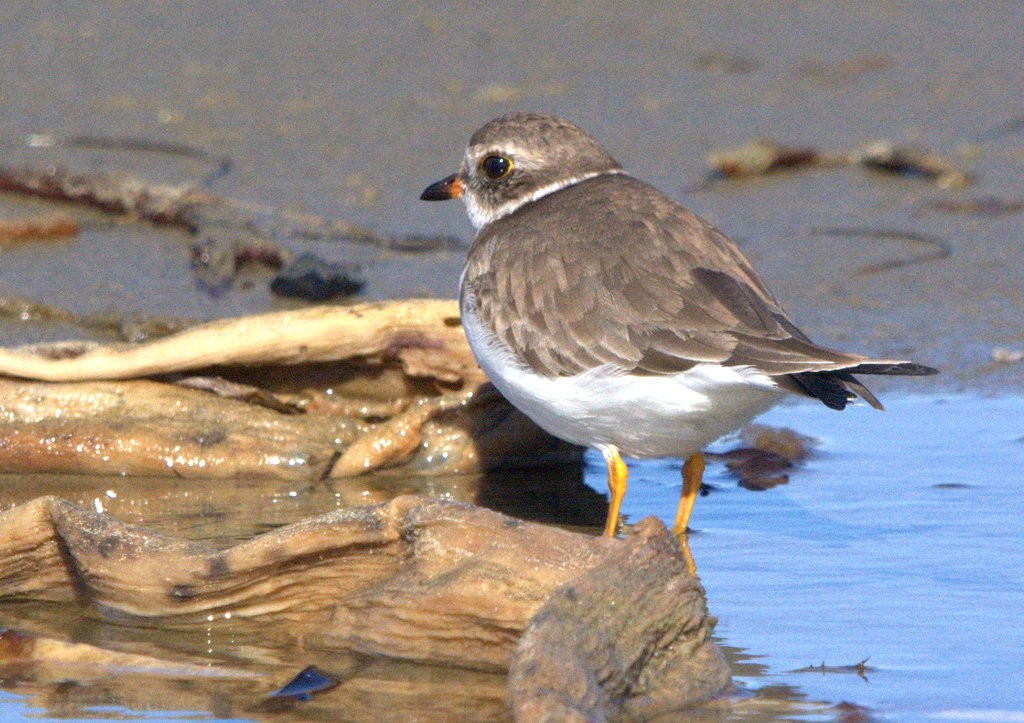 Semipalmated Plover - ML645764290