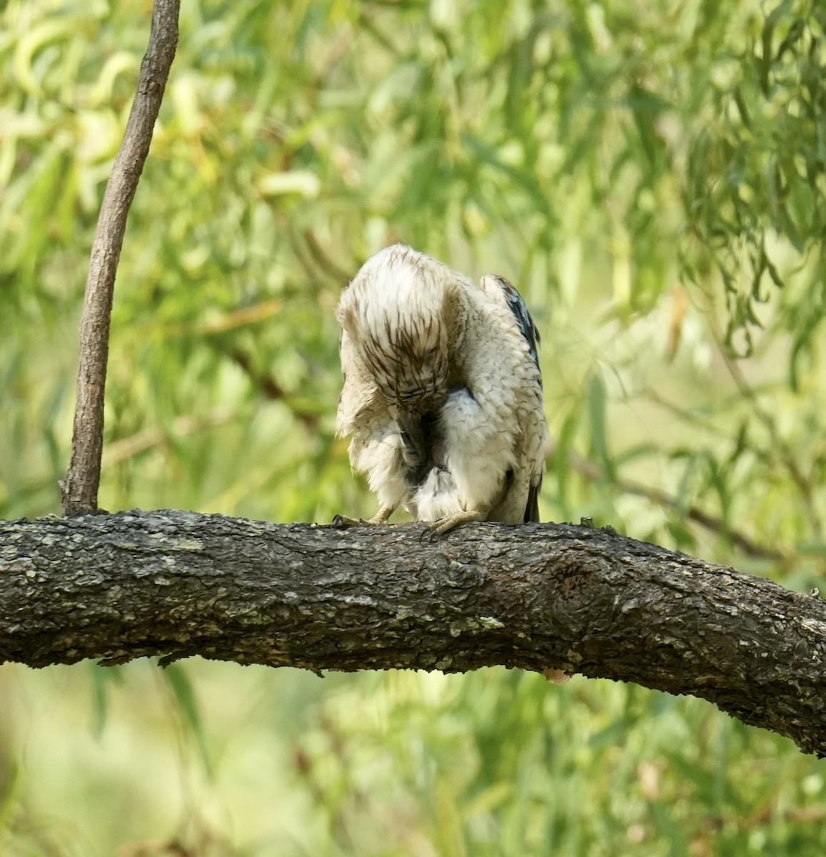 Cucaburra Aliazul - ML645764291
