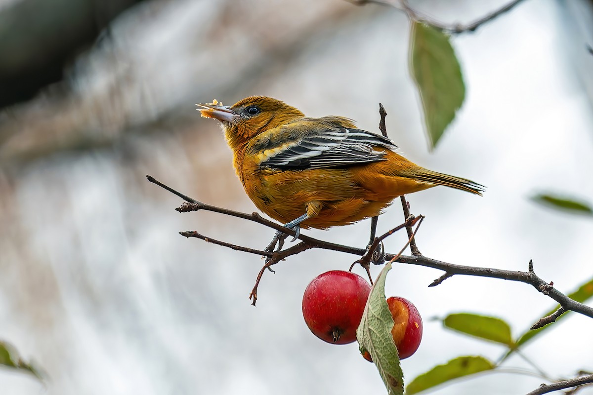 trupiál baltimorský - ML645764304