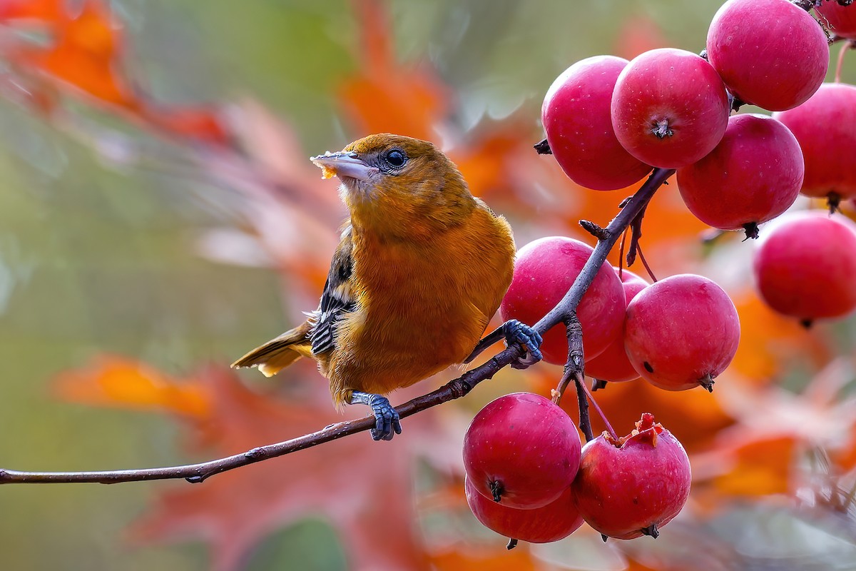 trupiál baltimorský - ML645764306