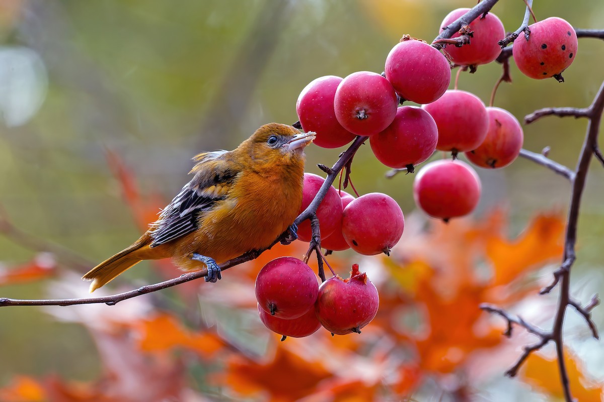 trupiál baltimorský - ML645764307