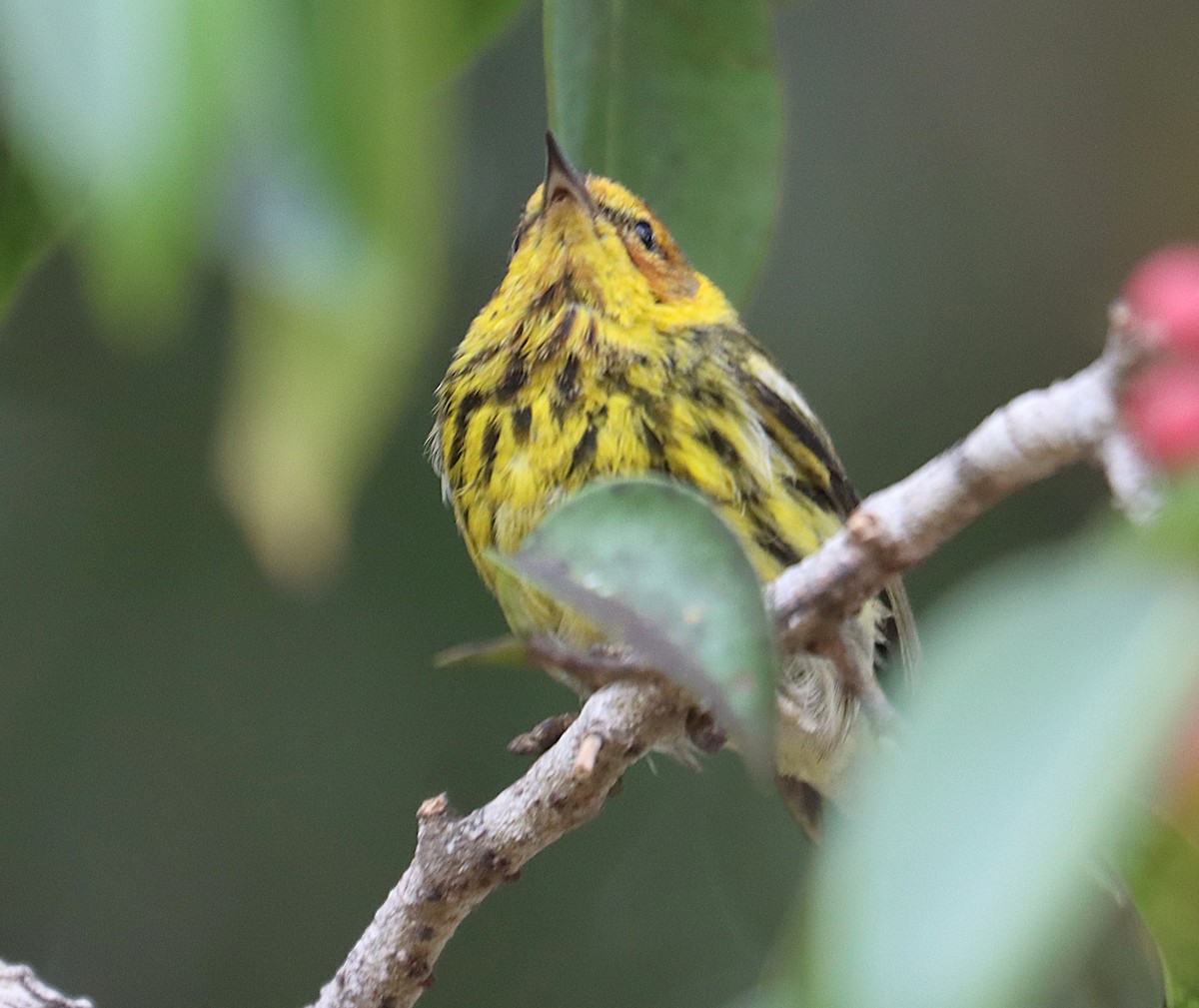 Cape May Warbler - ML645764310