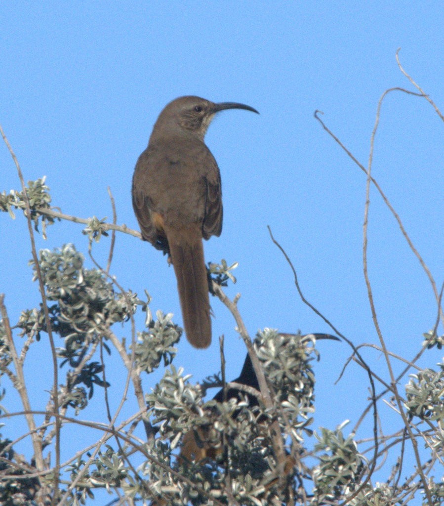 California Thrasher - ML645764311