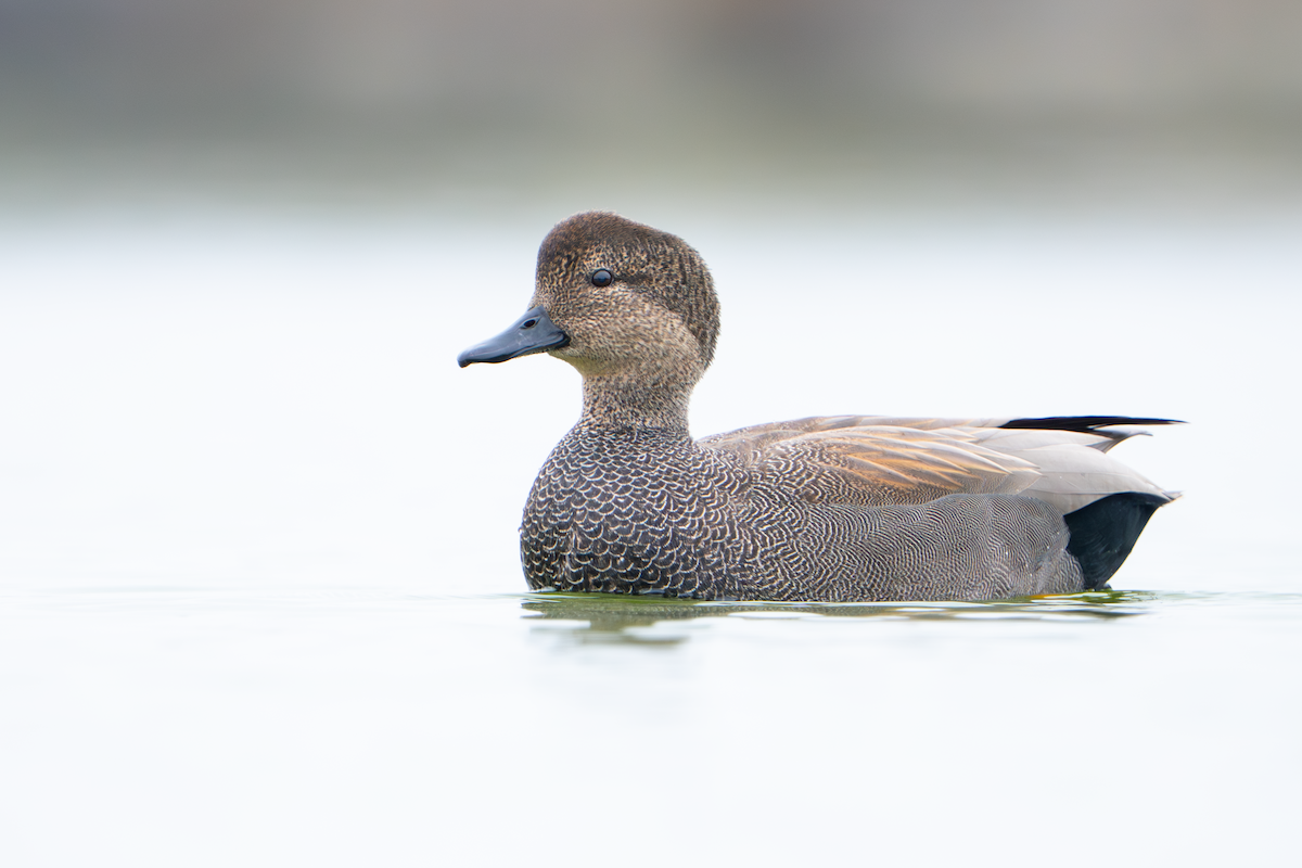 オカヨシガモ - ML645764315